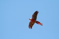 Scarlet macaw flying left