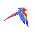 Scarlet macaw flying, spread wings. American rainforest parrot, tropical bird, ara fly in air. Exotic pet, feathered Royalty Free Stock Photo