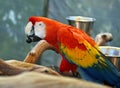 Scarlet Macaw with fruit