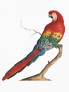 Scarlet Macaw illustration.