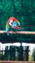 The scarlet macaw image hd Royalty Free Stock Photo