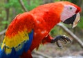 The Scarlet Macaw is a large, red, yellow and blue South American parrot Royalty Free Stock Photo