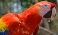 The Scarlet Macaw is a large, red, yellow and blue South American parrot Royalty Free Stock Photo