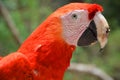 The Scarlet Macaw is a large, red, yellow and blue South American parrot Royalty Free Stock Photo