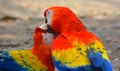 The Scarlet Macaw is a large, red, yellow and blue South American parrot, Royalty Free Stock Photo