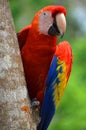 The Scarlet Macaw is a large, red, yellow and blue South American parrot, Royalty Free Stock Photo