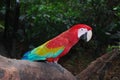 Scarlet macaw looking elegant on a bough