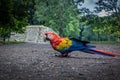 Scarlet Macaw at Mayan Ruins Archaeological site - Copan, Honduras Royalty Free Stock Photo