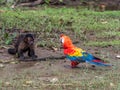 The scarlet macaw and monkey