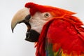 Scarlet Macaw Royalty Free Stock Photo