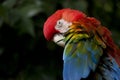 Scarlet Macaw Parrot