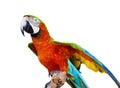 Scarlet Macaw Parrot Royalty Free Stock Photo