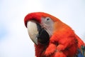 Scarlet Macaw Parrot Bird. Royalty Free Stock Photo