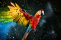 Scarlet macaw parrot flying isolated on black background. Extreme close-up of colorful parrot flying from splash of paint, Royalty Free Stock Photo