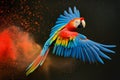 Scarlet macaw parrot flying isolated on black background. Extreme close-up of colorful parrot flying from splash of paint, Royalty Free Stock Photo