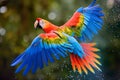 Scarlet macaw parrot flying isolated on black background. Extreme close-up of colorful parrot flying from splash of paint, Royalty Free Stock Photo