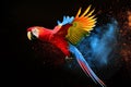 Scarlet macaw parrot flying isolated on black background. Extreme close-up of colorful parrot flying from splash of paint, Royalty Free Stock Photo