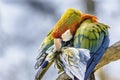 Scarlet macaw parrot perching on branch and cleaning its feathers.Colourful bird portrait Royalty Free Stock Photo