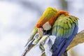 Scarlet macaw parrot perching on branch and cleaning its feathers.Colourful bird portrait Royalty Free Stock Photo