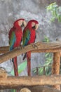 Scarlet macaw parrots on the branches Royalty Free Stock Photo