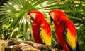 Scarlet Macaw parrots Royalty Free Stock Photo
