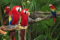 Scarlet Macaw parrots in the Riviera Maya Jungle Royalty Free Stock Photo