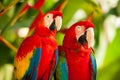 Scarlet macaw parrots Royalty Free Stock Photo