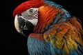 Beautiful Scarlet Macaw Close Up. Colorful and Vibrant Animal. Royalty Free Stock Photo