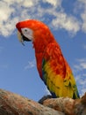 Scarlet macaw perched on a branch Royalty Free Stock Photo