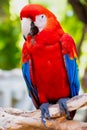 Scarlet macaw perched on a branch Royalty Free Stock Photo