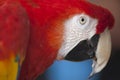 Scarlet Macaw perched at a local plaza Royalty Free Stock Photo