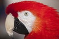 Scarlet Macaw perched at a local plaza Royalty Free Stock Photo