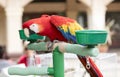 Scarlet Macaw perched at a local plaza Royalty Free Stock Photo