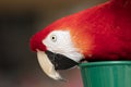 Scarlet Macaw perched at a local plaza Royalty Free Stock Photo