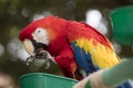 Scarlet Macaw perched at a local plaza Royalty Free Stock Photo