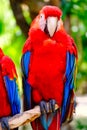 Scarlet macaw perched on a tree branch Royalty Free Stock Photo