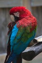 Scarlet Macaw perched on tree branch Royalty Free Stock Photo