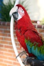 Scarlet macaw pet Royalty Free Stock Photo