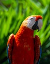 Scarlet Macaw Portrait, Amazon Rainforest, Ecuador