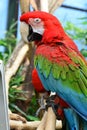 Scarlet macaw portrait posing for the camera Royalty Free Stock Photo