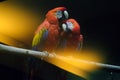 Scarlet macaw. Red macaw (Ara macao) is a bird of the parrot family Royalty Free Stock Photo