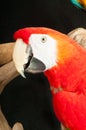 Scarlet macaw rescued parrot Royalty Free Stock Photo