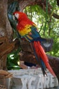 Scarlet Macaw resting on a tree, Xcaret park, Mexico