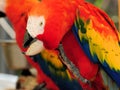 Scarlet Macaw scratching Royalty Free Stock Photo
