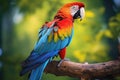 A scarlet macaw sitting on a branch. a representative of a large group of neotropical parrots called macaws