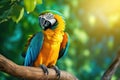 A scarlet macaw sitting on a branch. a representative of a large group of neotropical parrots called macaws