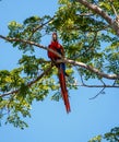 Scarlet Macaw sitting in a tree Royalty Free Stock Photo