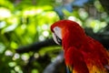 Scarlet Macaw specimen or red parrot is a tropical bird that lives wild in tropical jungles of the Mayan Riviera of Mexico Royalty Free Stock Photo