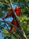 A scarlet macaw is in a tree with it wings spread Royalty Free Stock Photo