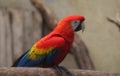 Scarlet macaw Royalty Free Stock Photo